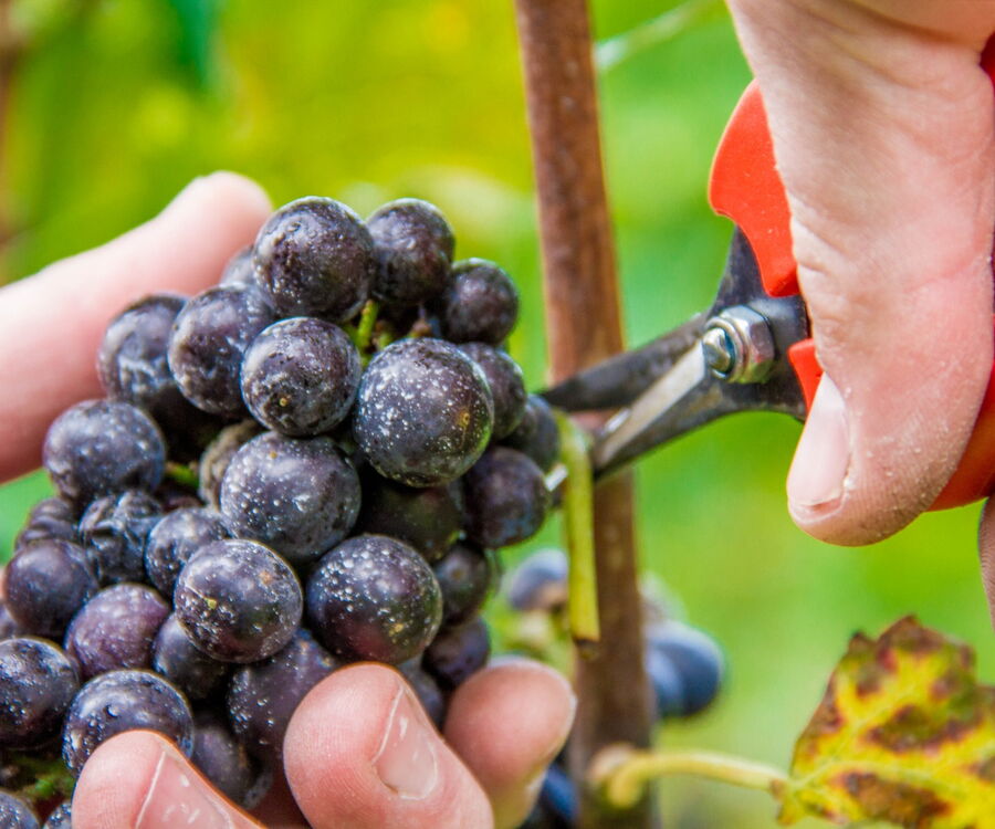 Unser Hauswein
