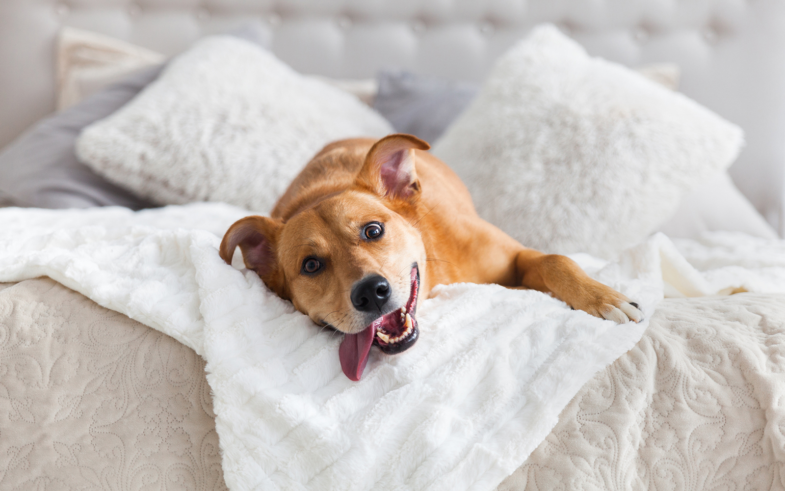 Hellbrauner Hund auf Bett liegend