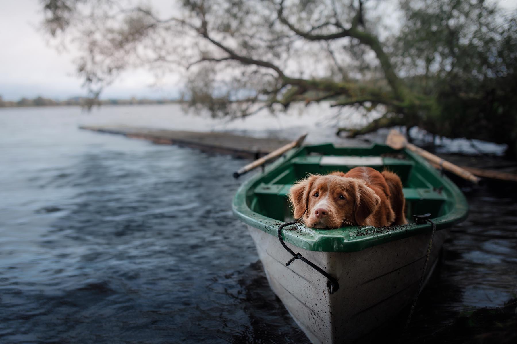Hund auf Boot liegend auf der Donau